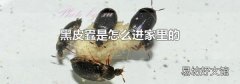 黑皮蠹是怎么进家里的
