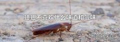 蟑螂不喜欢什么味道和气味