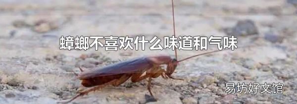 蟑螂不喜欢什么味道和气味