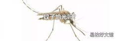 蚊子怕光吗?