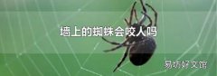 墙上的蜘蛛会咬人吗