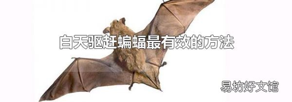 白天驱赶蝙蝠最有效的方法