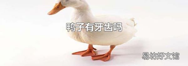 鸭子有牙齿吗