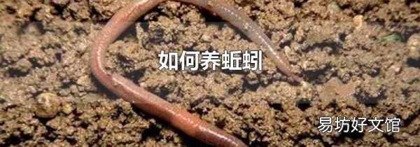 如何养蚯蚓