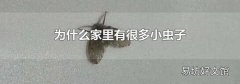 为什么家里有很多小虫子