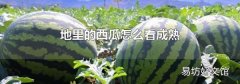 地里的西瓜怎么看成熟