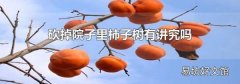 砍掉院子里柿子树有讲究吗