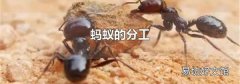 蚂蚁的分工