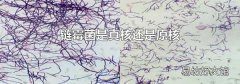链霉菌是真核还是原核