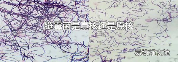链霉菌是真核还是原核