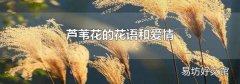芦苇花的花语和爱情