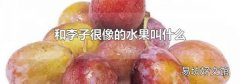 和李子很像的水果叫什么