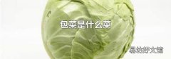 包菜是什么菜