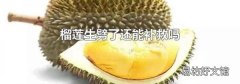 榴莲生劈了还能补救吗