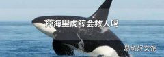 掉海里虎鲸会救人吗