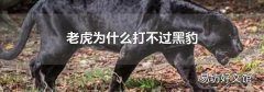 老虎为什么打不过黑豹