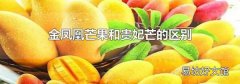 金鳳凰芒果和貴妃芒的區(qū)別