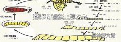 蠶卵粘在紙上怎么辦