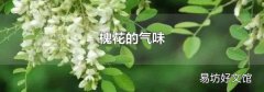 槐花的氣味