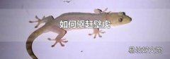 如何驅(qū)趕壁虎