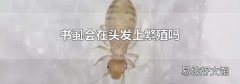 书虱会在头发上繁殖吗