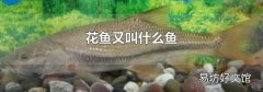 花鱼又叫什么鱼