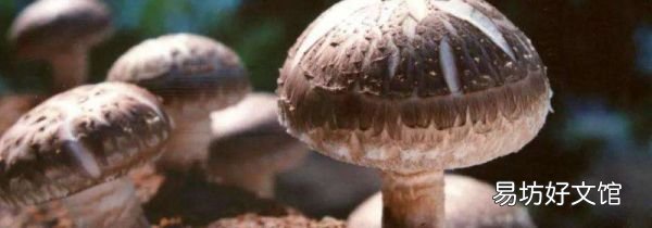 香菇菌褶发黑还能吃吗
