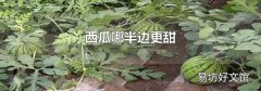 西瓜哪半邊更甜