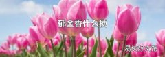 郁金香什么梗