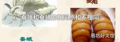 蚕蛾和蚕蛹的相同点和不相同