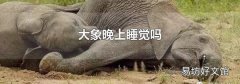 大象晚上睡觉吗