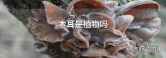 木耳是植物吗