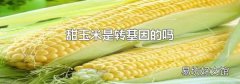 甜玉米是转基因的吗
