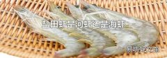 盐田虾是河虾还是海虾