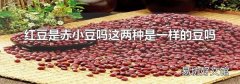 红豆是赤小豆吗这两种是一样的豆吗