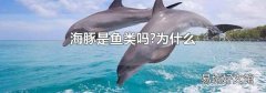 海豚是鱼类吗?为什么