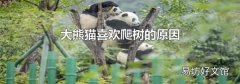 大熊貓喜歡爬樹的原因