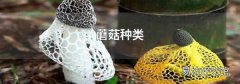 蘑菇種類