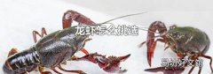 龍蝦怎么挑選