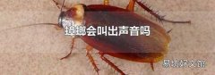 蟑螂会叫出声音吗
