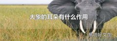大象的耳朵有什么作用