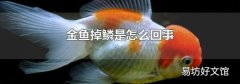 金鱼掉鳞是怎么回事
