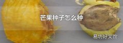 芒果种子怎么种