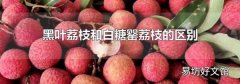 黑叶荔枝和白糖罂荔枝的区别