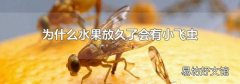 為什么水果放久了會有小飛蟲