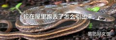 蛇在屋里跑丢了怎么引出来