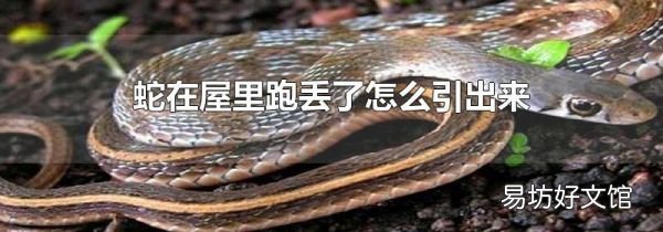 蛇在屋里跑丢了怎么引出来