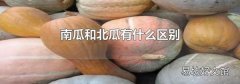 南瓜和北瓜有什么区别