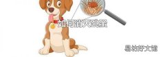 如何消灭跳蚤