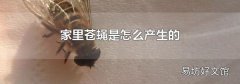 家里苍蝇是怎么产生的